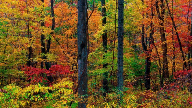 一张美味的图片 · #4128