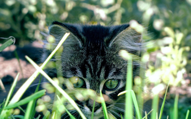 一张美味的图片 &middot; #1239