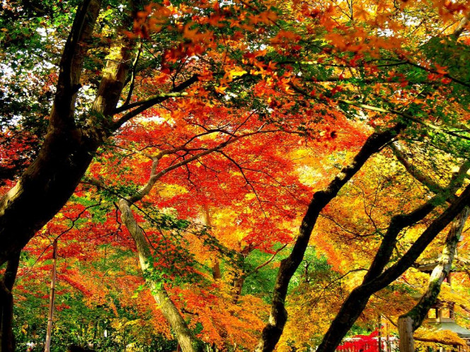 一张美味的图片 &middot; #933