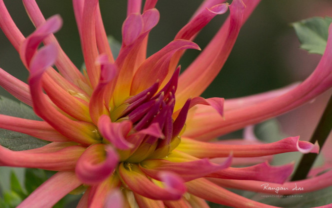 一张美味的图片 · #2162