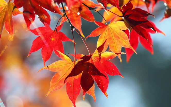 一张美味的图片 · #3103