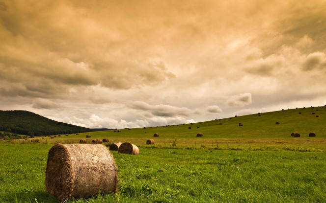 一张美味的图片 · #14