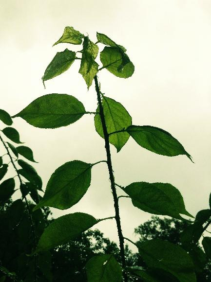 一张美味的图片 &middot; #5174