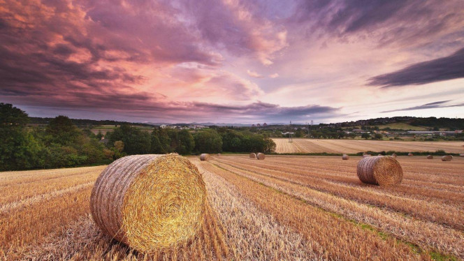 一张美味的图片 · #2317