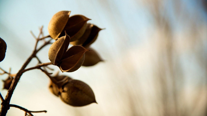 一张美味的图片 · #4476