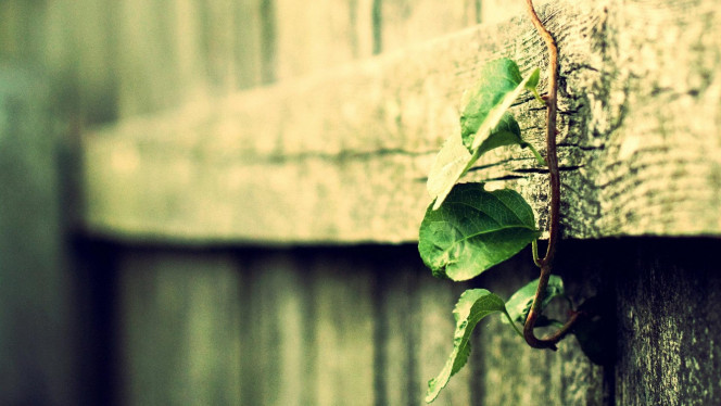 一张美味的图片 &middot; #3621