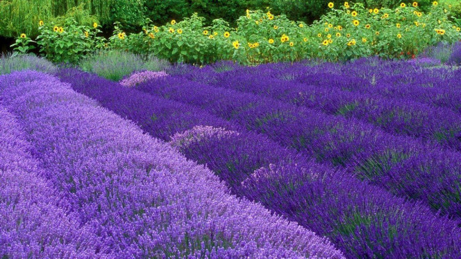 一张美味的图片 · #3443