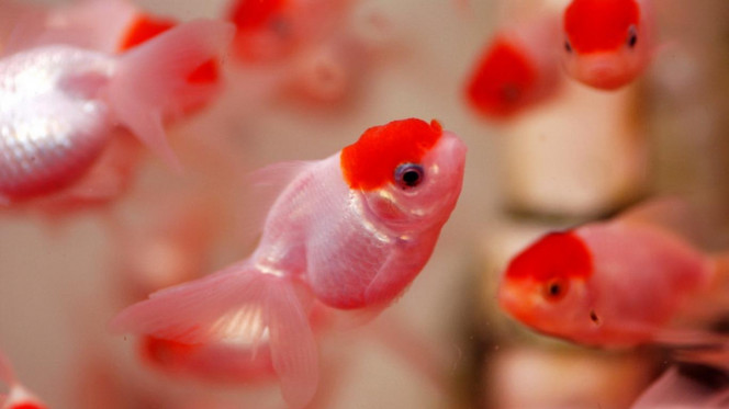 一张美味的图片 · #2861