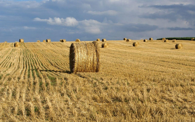 一张美味的图片 · #3076