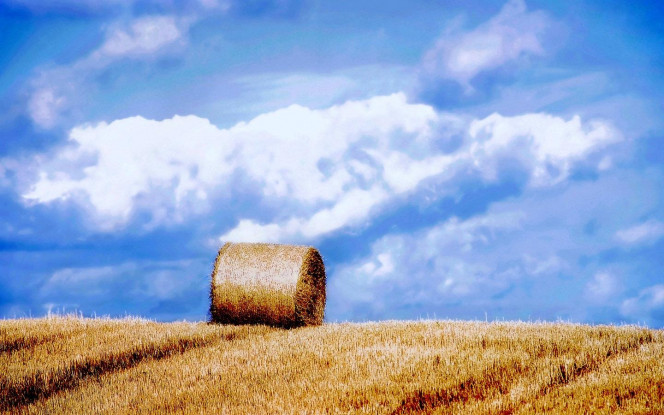 一张美味的图片 · #2586