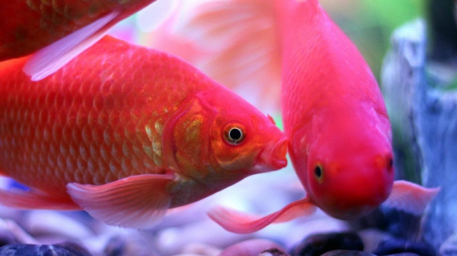 一张美味的图片 · #2860