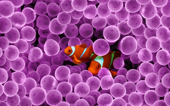 一张美味的图片 · #3516