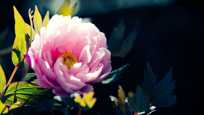 一张美味的图片 · #3019