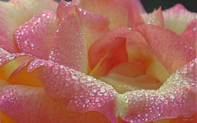 A Delicious image · #3344