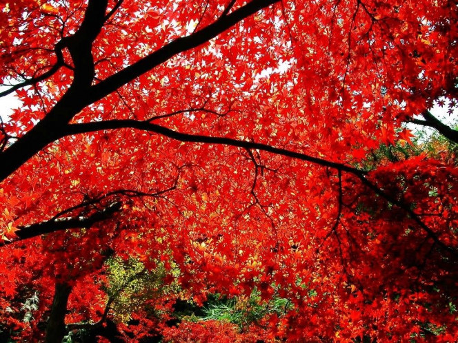 A Delicious image · #559